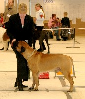 Saxon BOB 230208